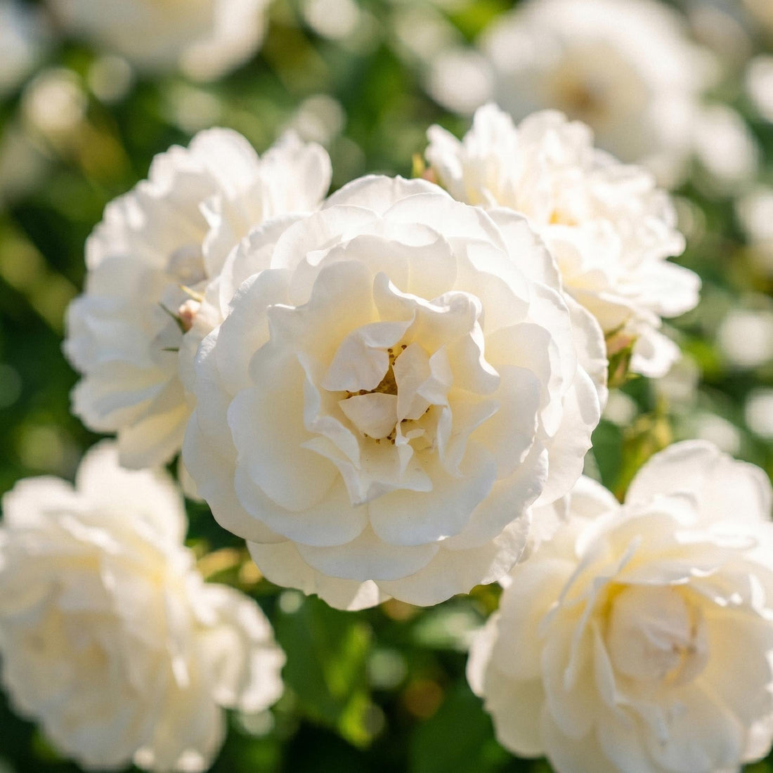 Rose 'Climbing Iceberg'