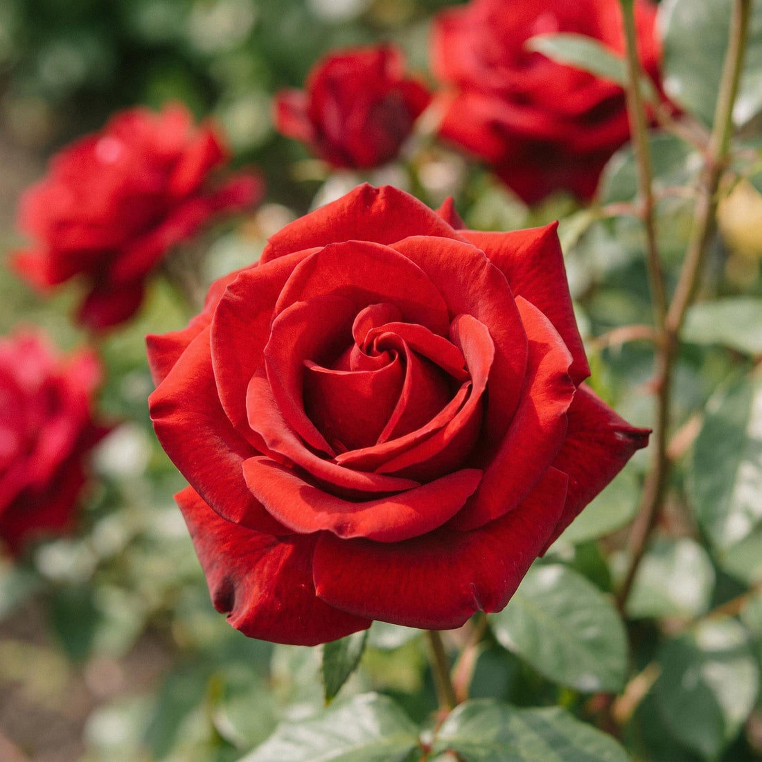 Rose 'Mister Lincoln'