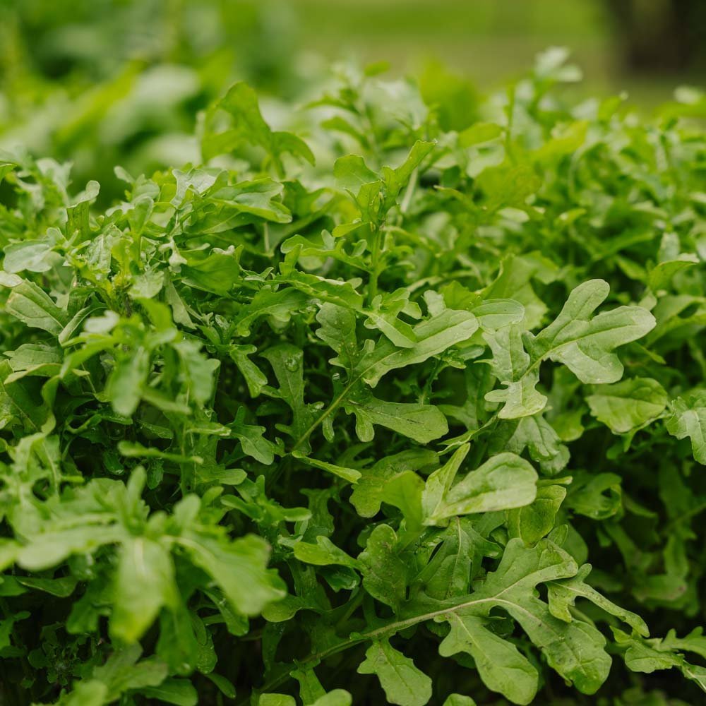 Rucola frø 'Esmee' - 300 Økologiske frø