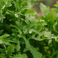 Rucola frø 'Esmee' - 300 Økologiske frø