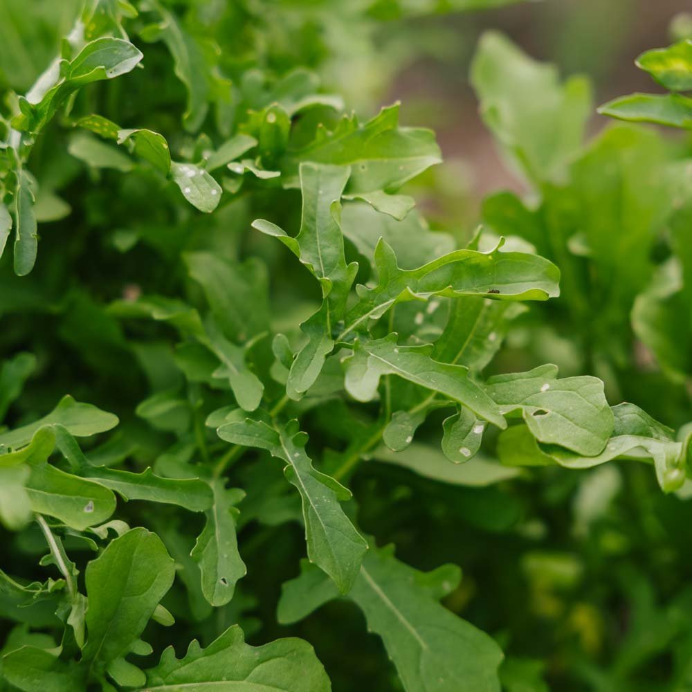 Rucola frø 'Esmee' - 300 Økologiske frø