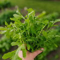Rucola frø 'Esmee' - 300 Økologiske frø