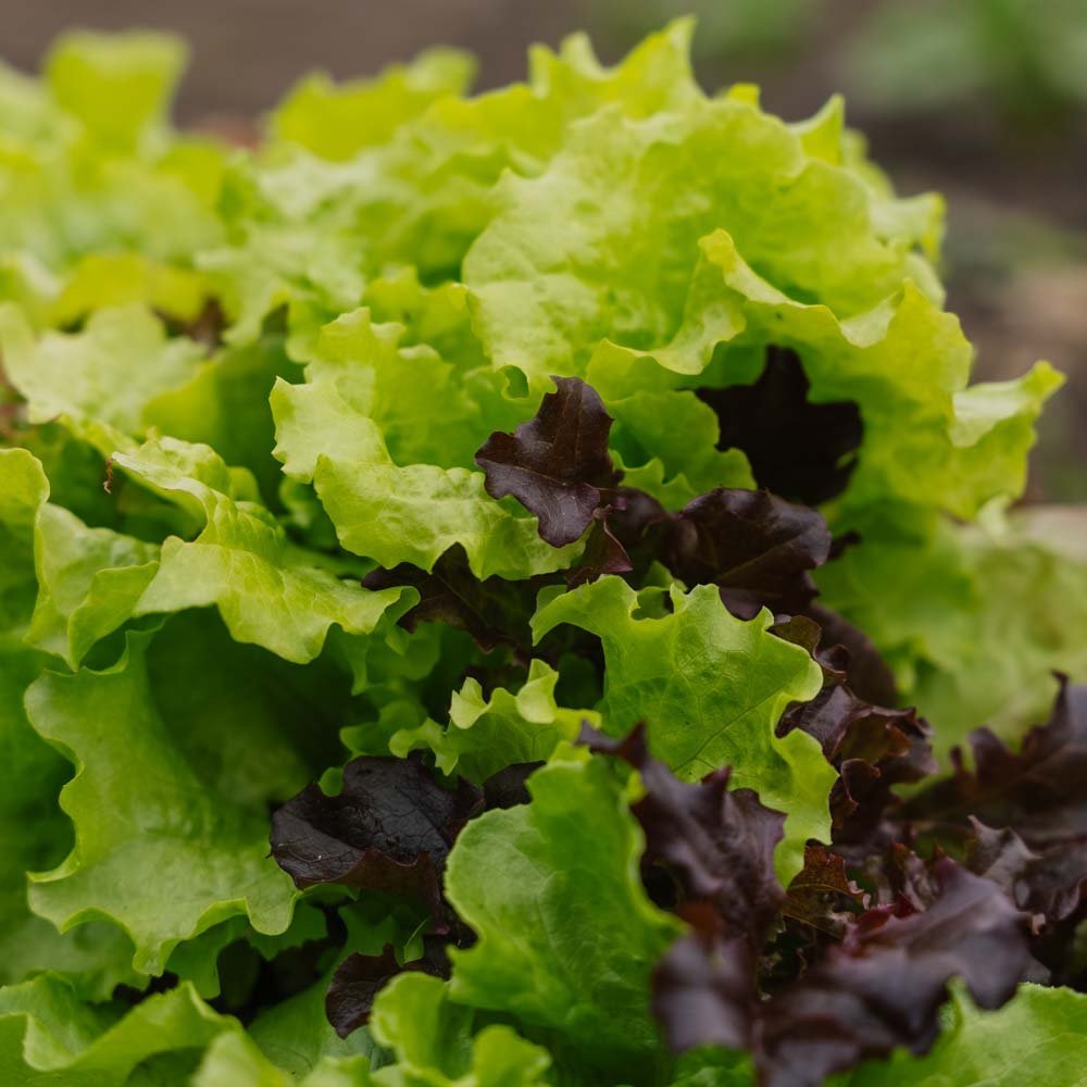 Salat frø 'Mesclun' - 140 Økologiske frø