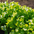 Salat frø 'Salad Bowl' - 100 Økologiske frø