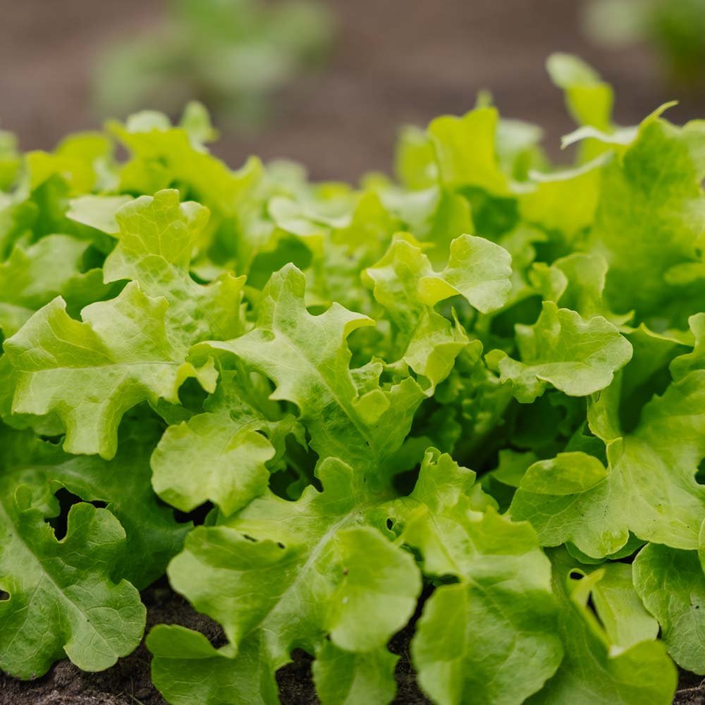 Salat frø 'Salad Bowl' - 100 Økologiske frø