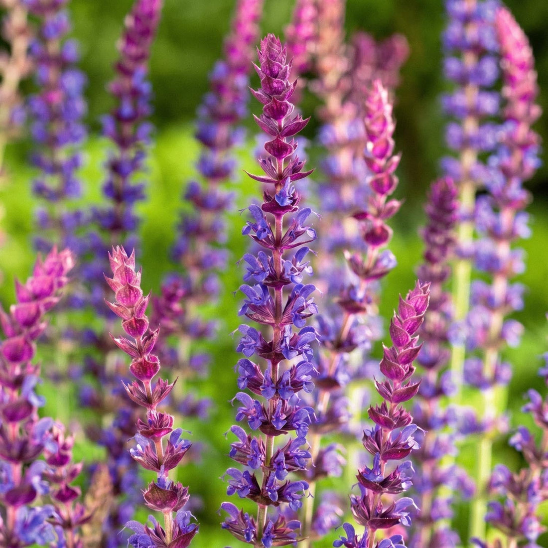 Salvia 'Ostfriesland'
