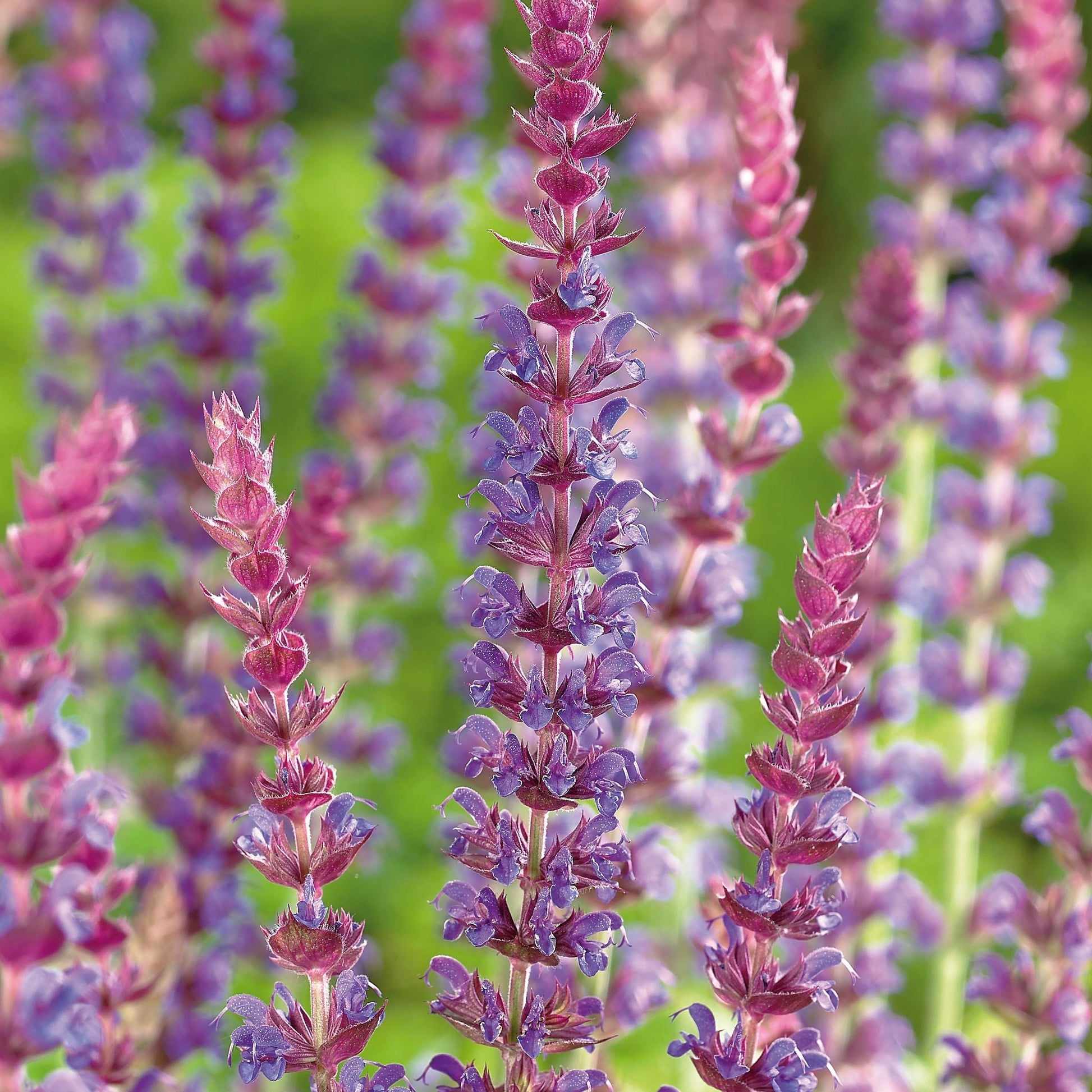 Salvia 'Ostfriesland'