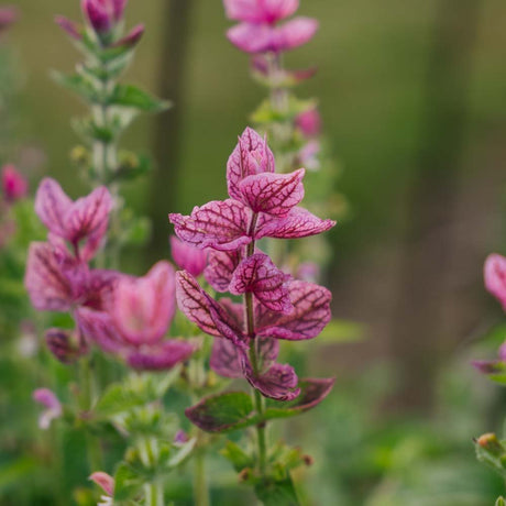Salvia Viridis frø 'Pink' - 100 Økologiske frø