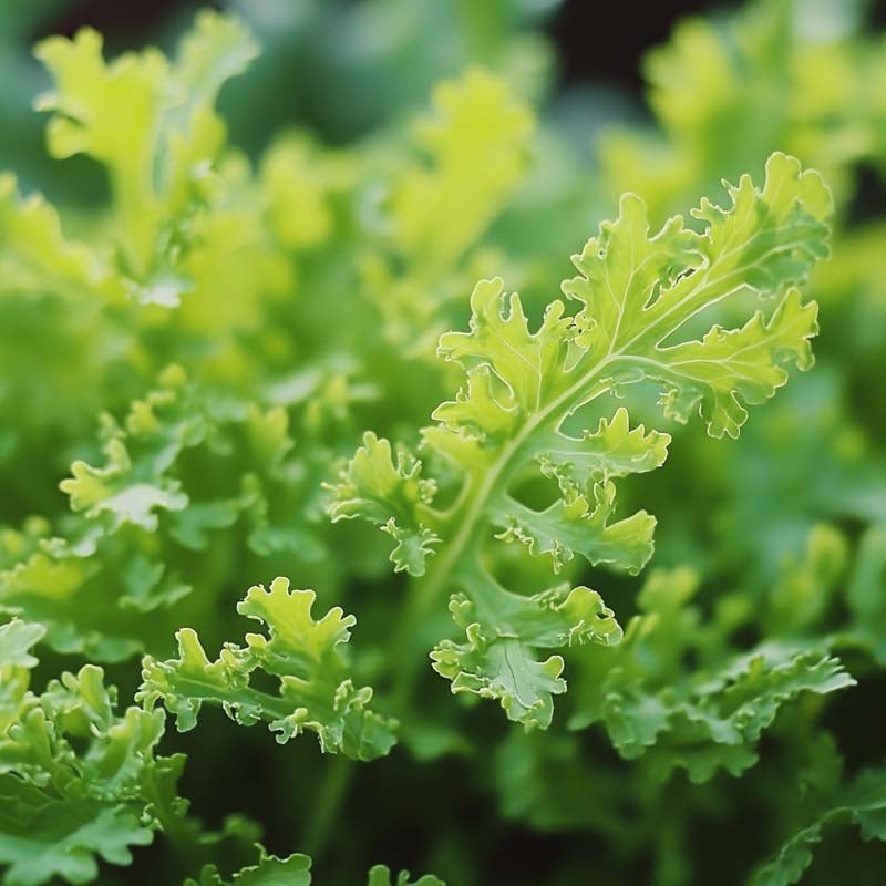 Sareptasennep frø 'Golden Frills' - 180 Økologiske frø