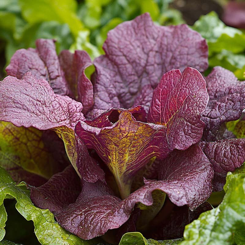 Sareptasennep frø 'Red Giant' - 180 Økologiske frø