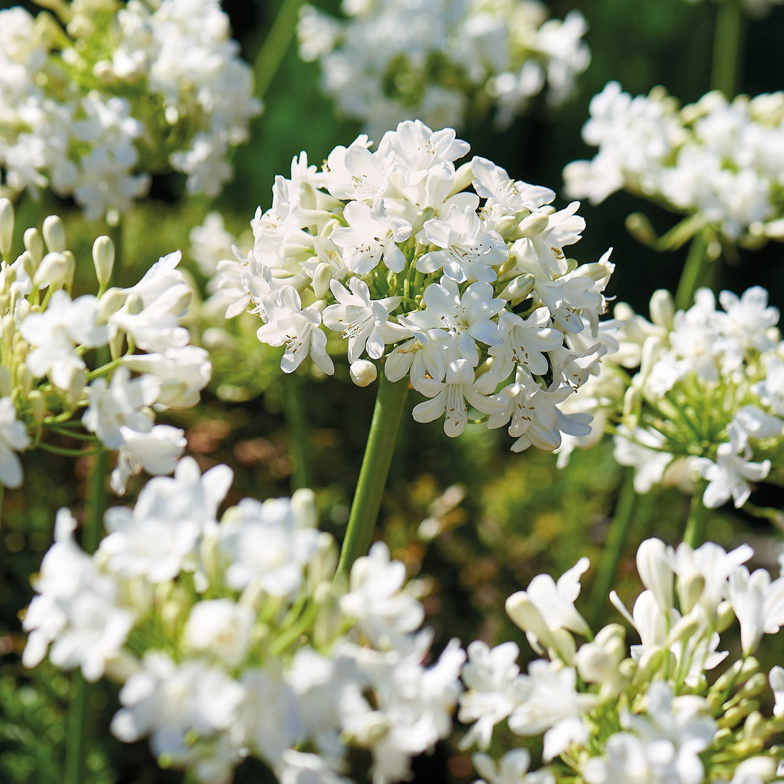 Skærmlilje, Agapanthus 'Albus'