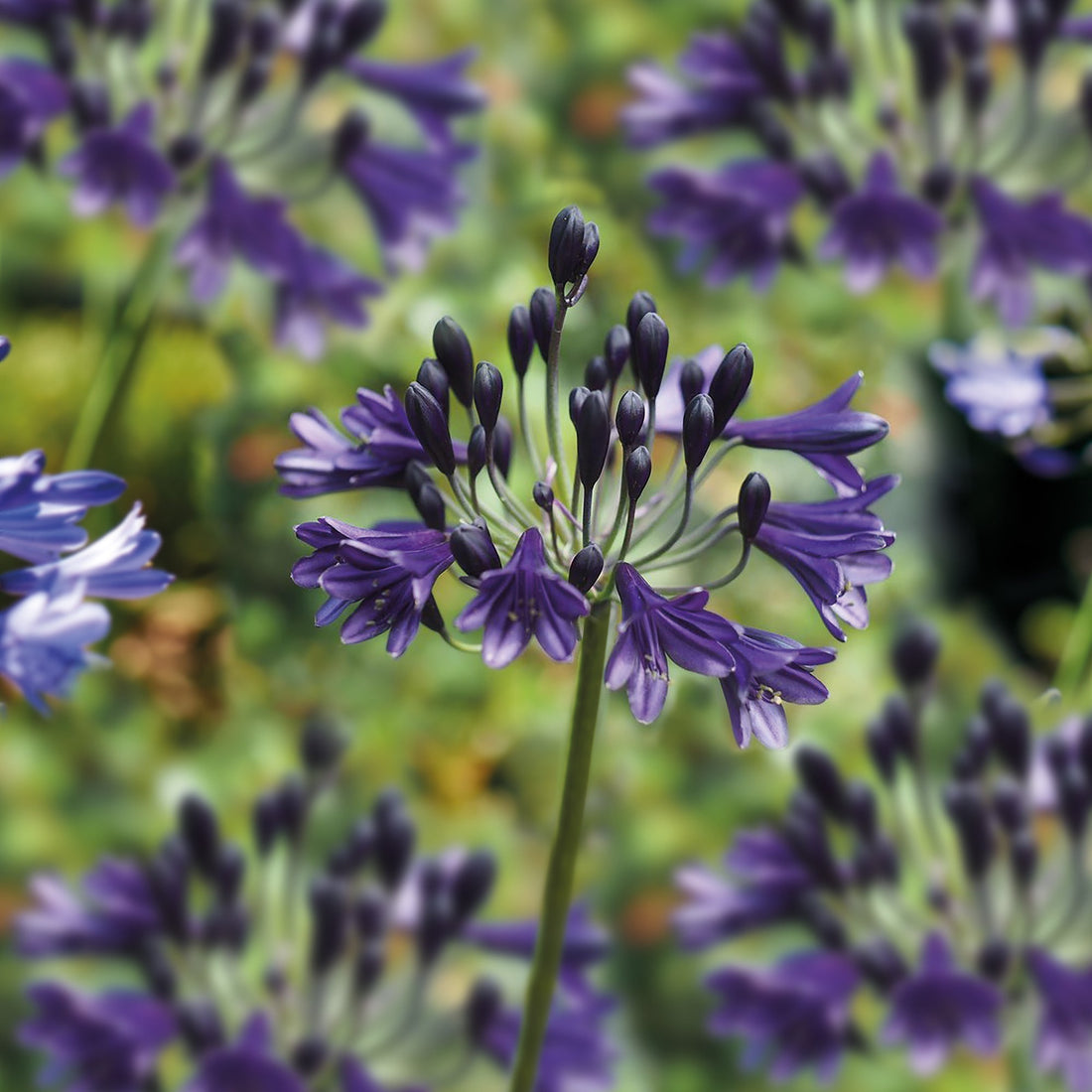 Skærmlilje, Agapanthus 'Black Buddhist'