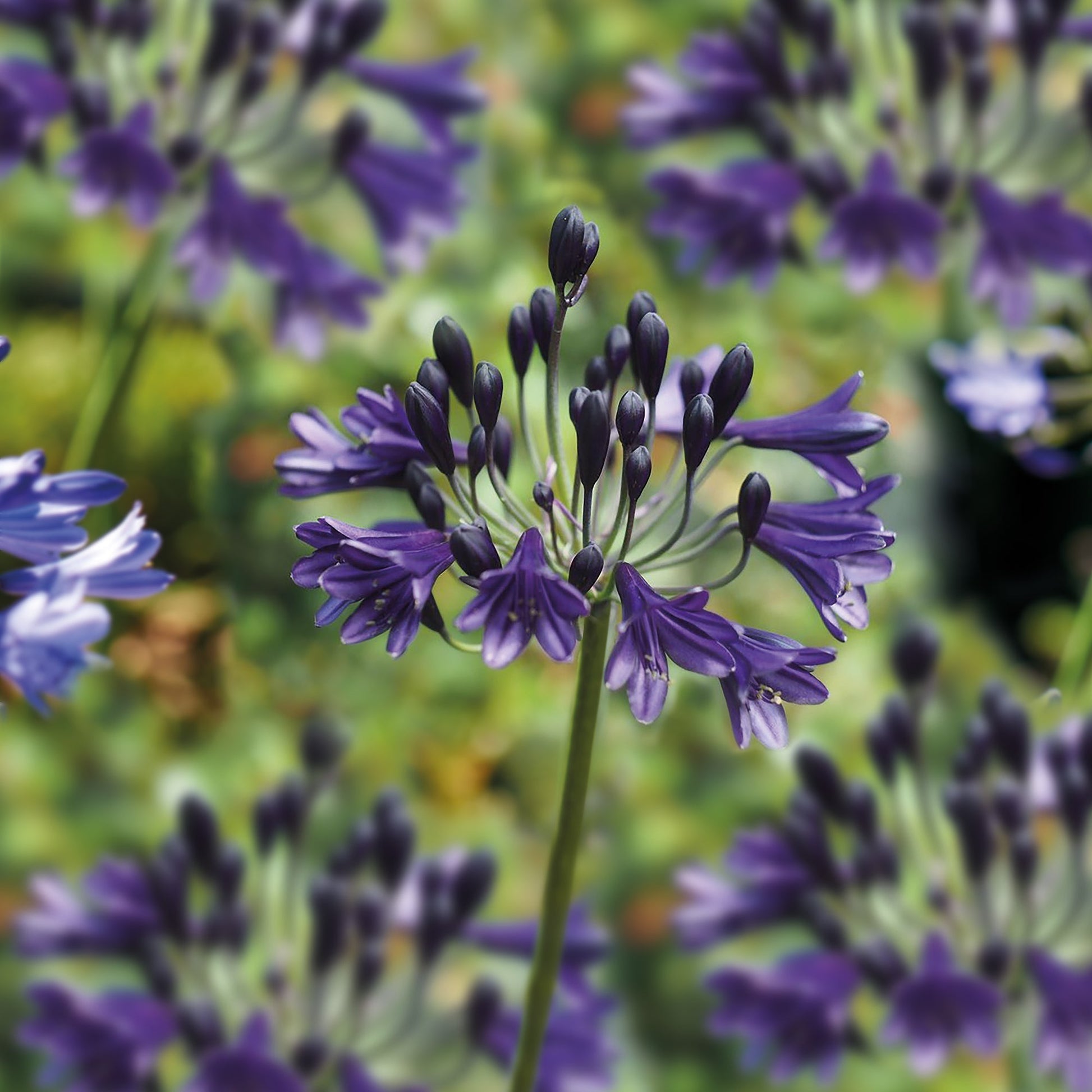 Skærmlilje, Agapanthus 'Black Buddhist'