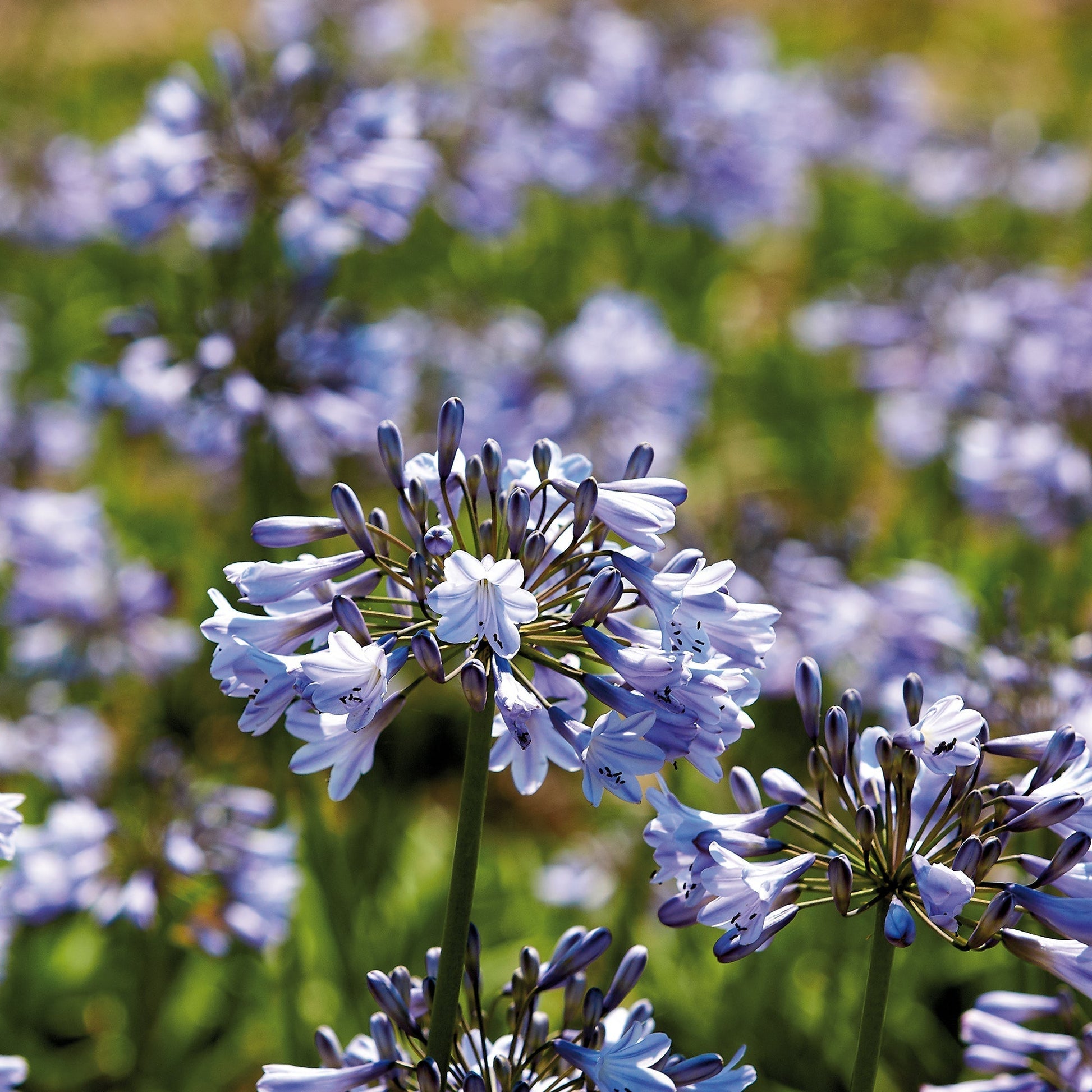 Skærmlilje, Agapanthus 'Donau'