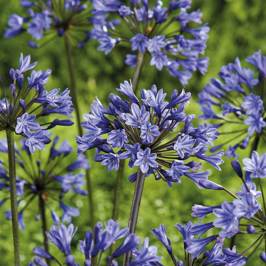 Skærmlilje, Agapanthus 'Intermedia'