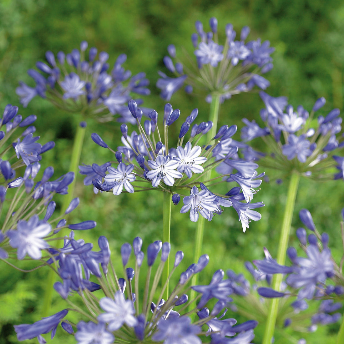 Skærmlilje, Agapanthus 'Pacific Ocean'