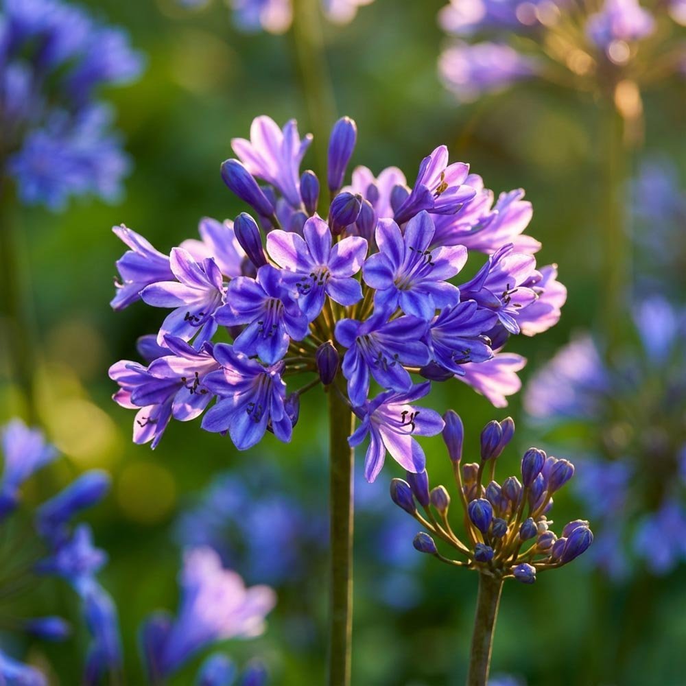 Skærmlilje, Agapanthus 'Pinocchio'
