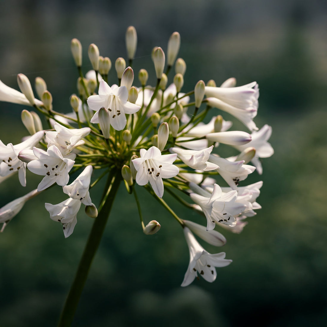 Skærmlilje, Agapanthus 'Polar Ice'