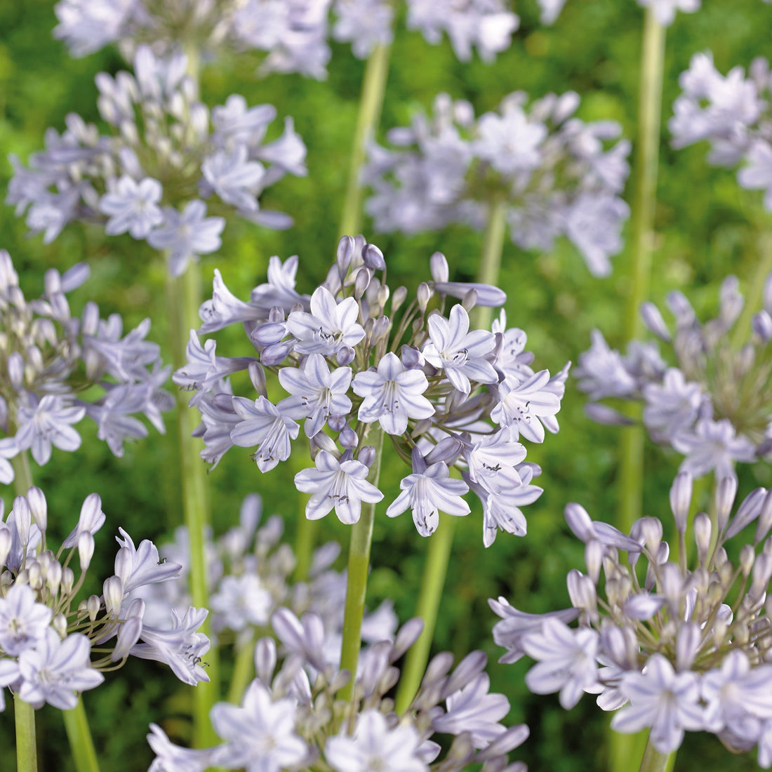 Skærmlilje, Agapanthus 'Silver Arrow'