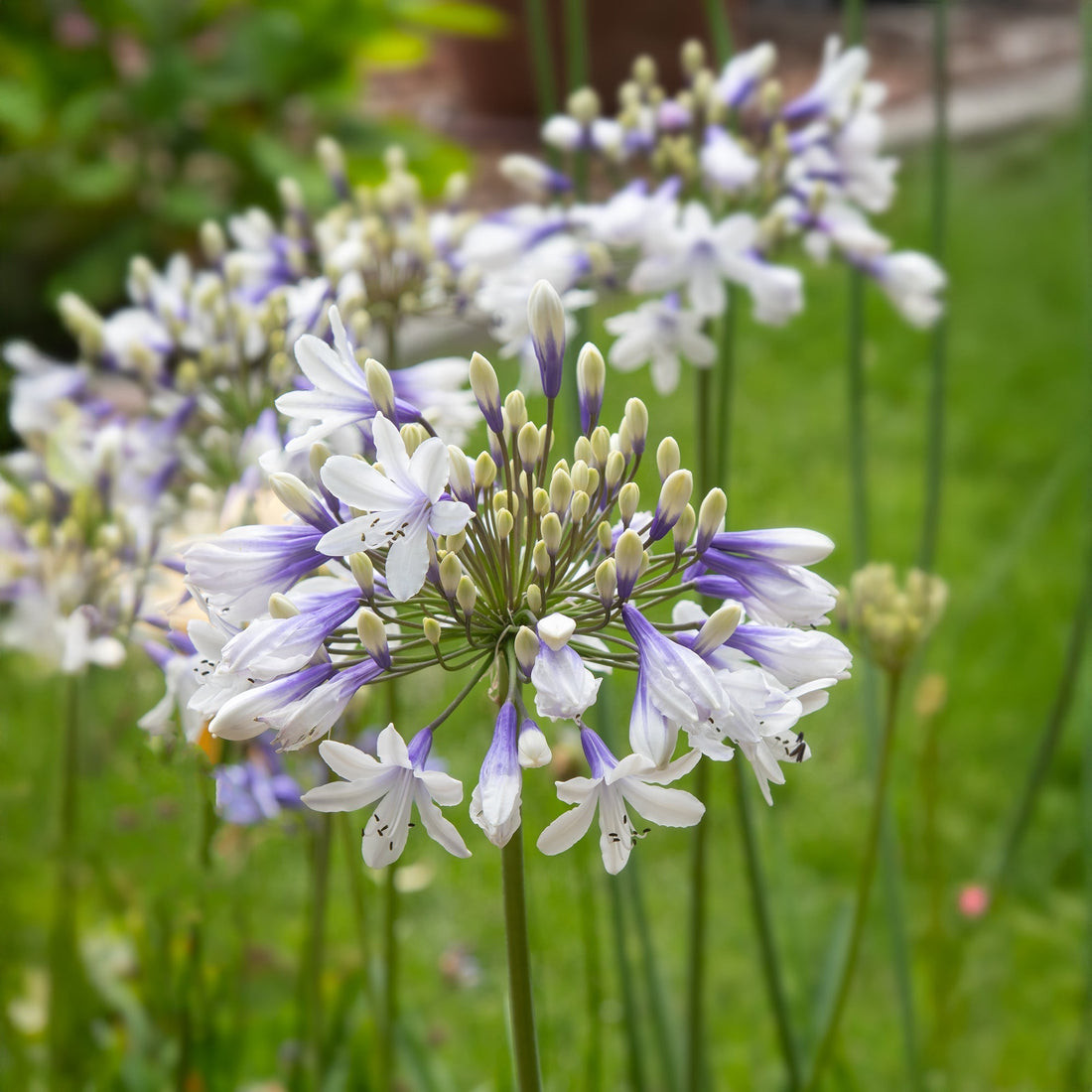 Skærmlilje, Agapanthus 'Twister'