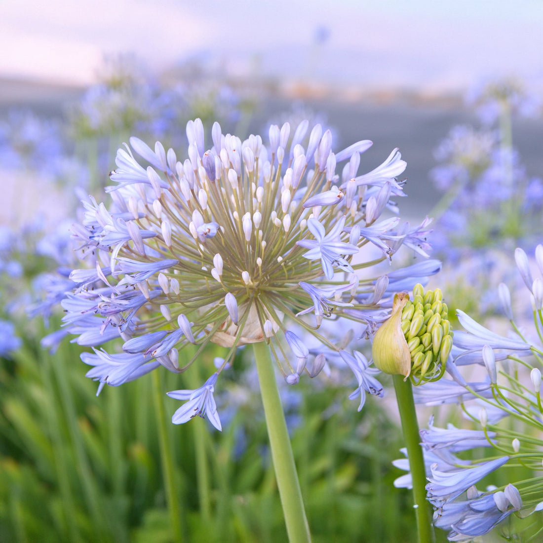 Skærmlilje, Agapanthus 'Wolga'