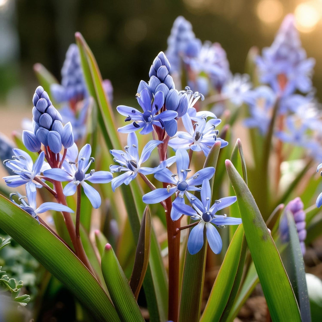 Skilla, Scilla 'Bifolia'
