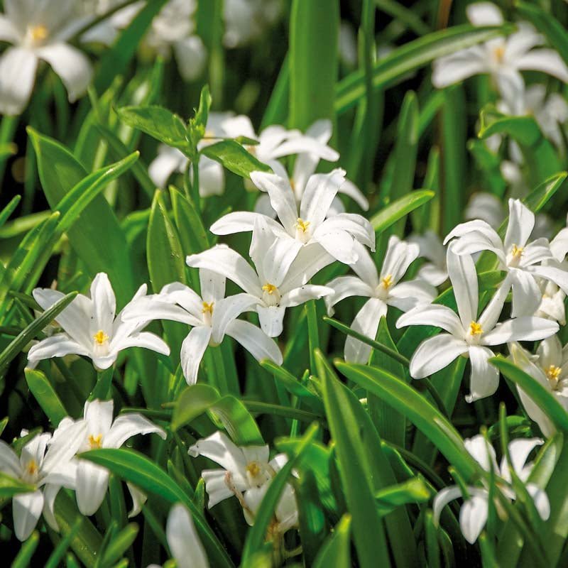 Snepryd, Chionodoxa 'Alba'