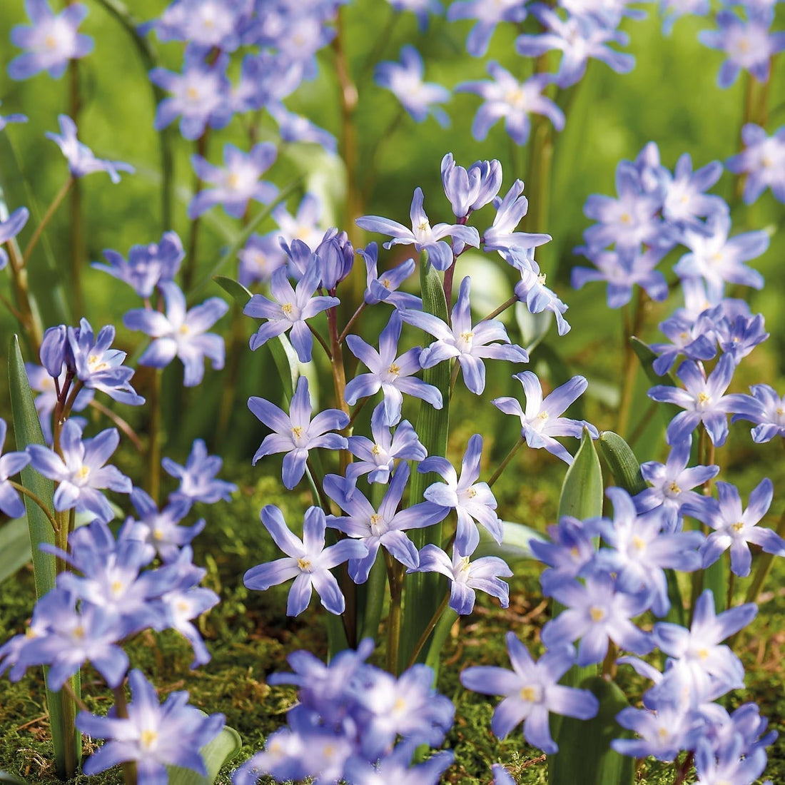 Snepryd, Chionodoxa 'Blue Giant'
