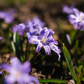 Snepryd, Chionodoxa 'Violet Beauty'