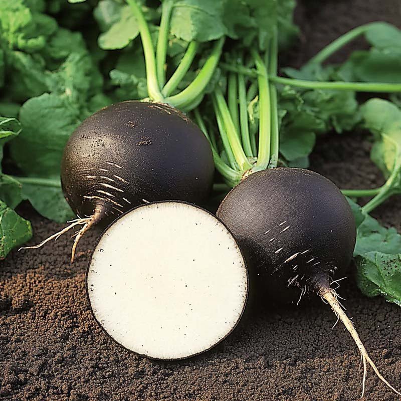 Sort radise frø 'Black Spanish Round' - 50 Økologiske frø
