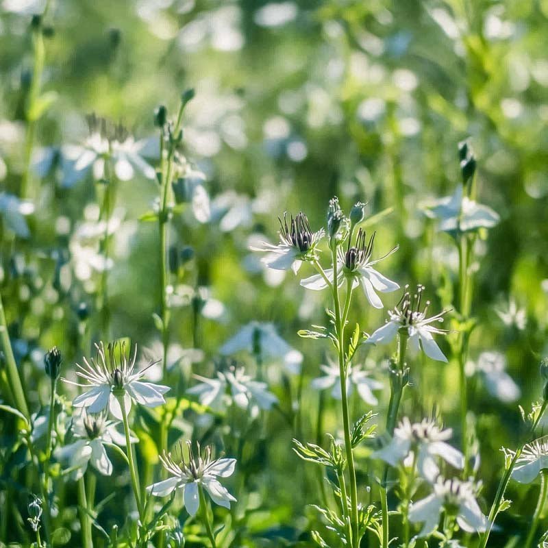 Sortkommen frø - 200 Økologiske frø