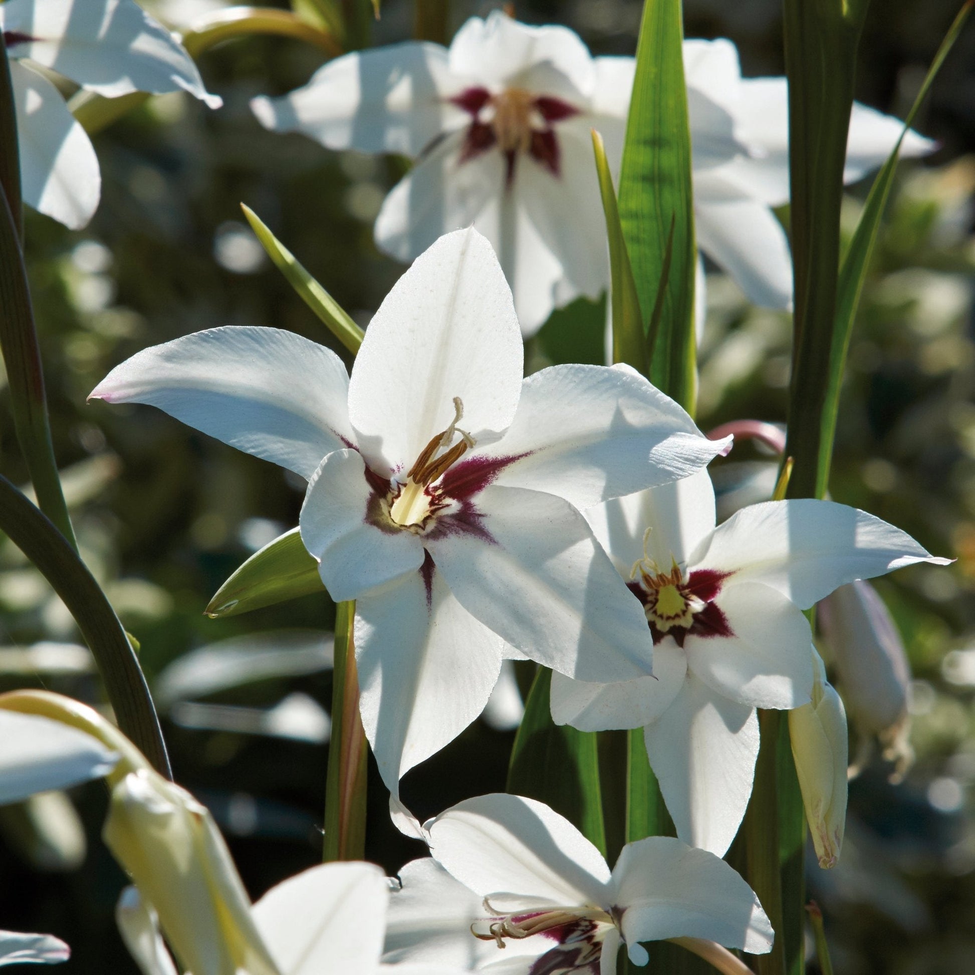 Sortøje, Gladiolus 'Callianthus'