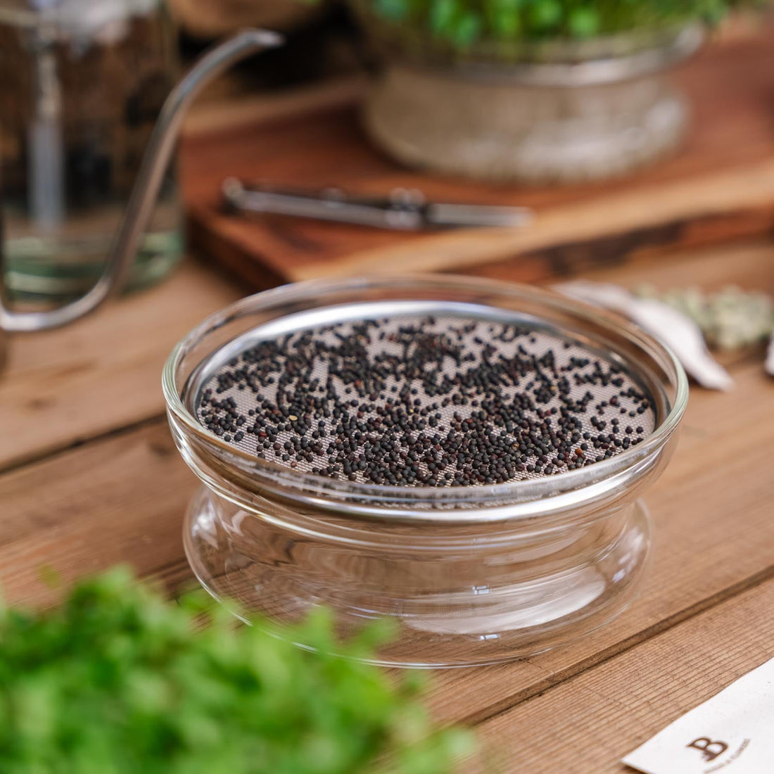 Spireskål til mikrogrønt