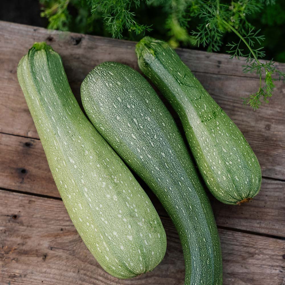 Squash frø 'Alberello' - 10 Økologiske frø