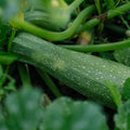 Squash frø 'Alberello' - 10 Økologiske frø