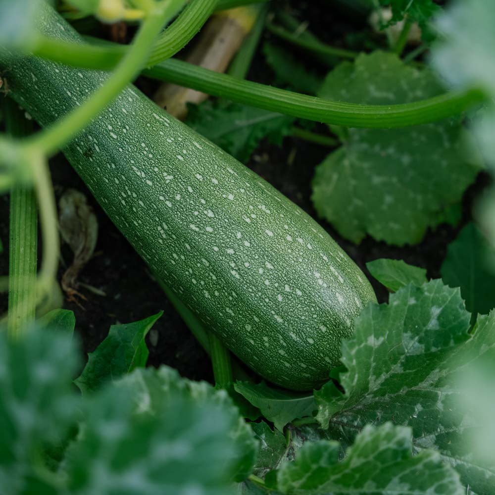 Squash frø 'Alberello' - 10 Økologiske frø
