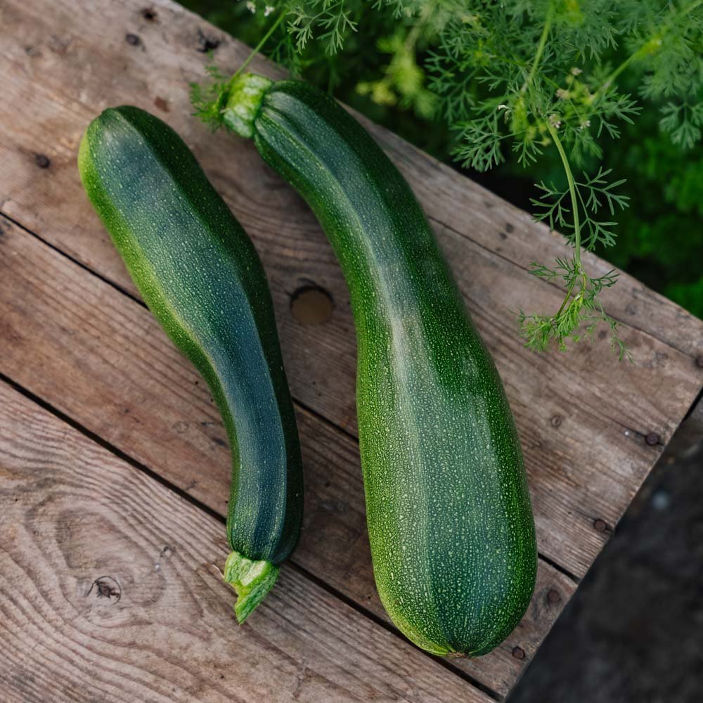Squash frø 'Black Beauty' - 6 Økologiske frø