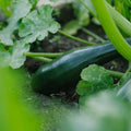 Squash frø 'Black Beauty' - 6 Økologiske frø
