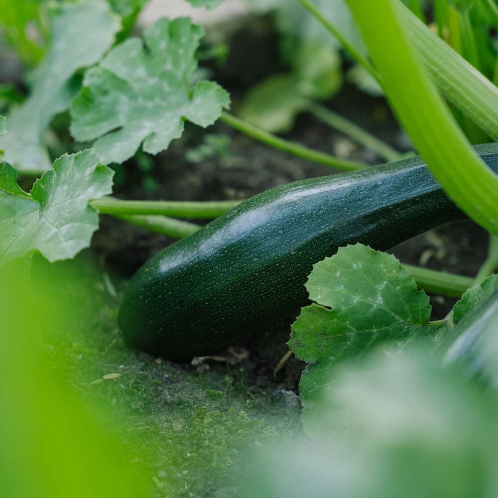 Squash frø 'Black Beauty' - 6 Økologiske frø