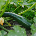 Squash frø 'Black Beauty' - 6 Økologiske frø