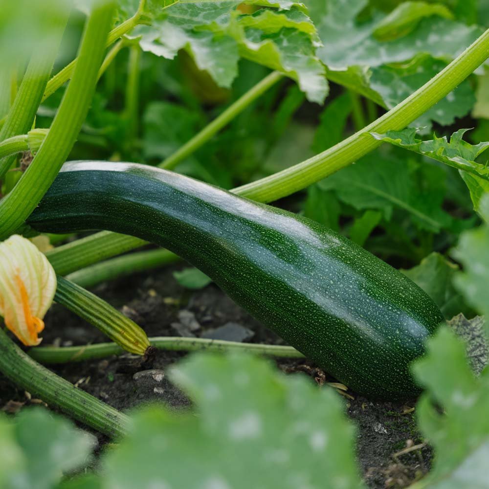 Squash frø 'Black Beauty' - 6 Økologiske frø