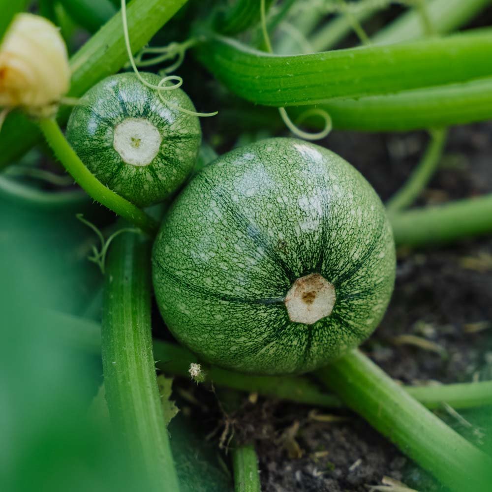 Squash frø 'Ola redonda' - 5 Økologiske frø