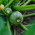 Squash frø 'Ola redonda' - 5 Økologiske frø