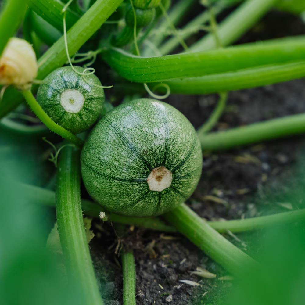 Squash frø 'Ola redonda' - 5 Økologiske frø