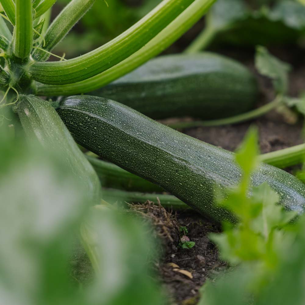 Squash frø 'Zucchini' - 6 Økologiske frø
