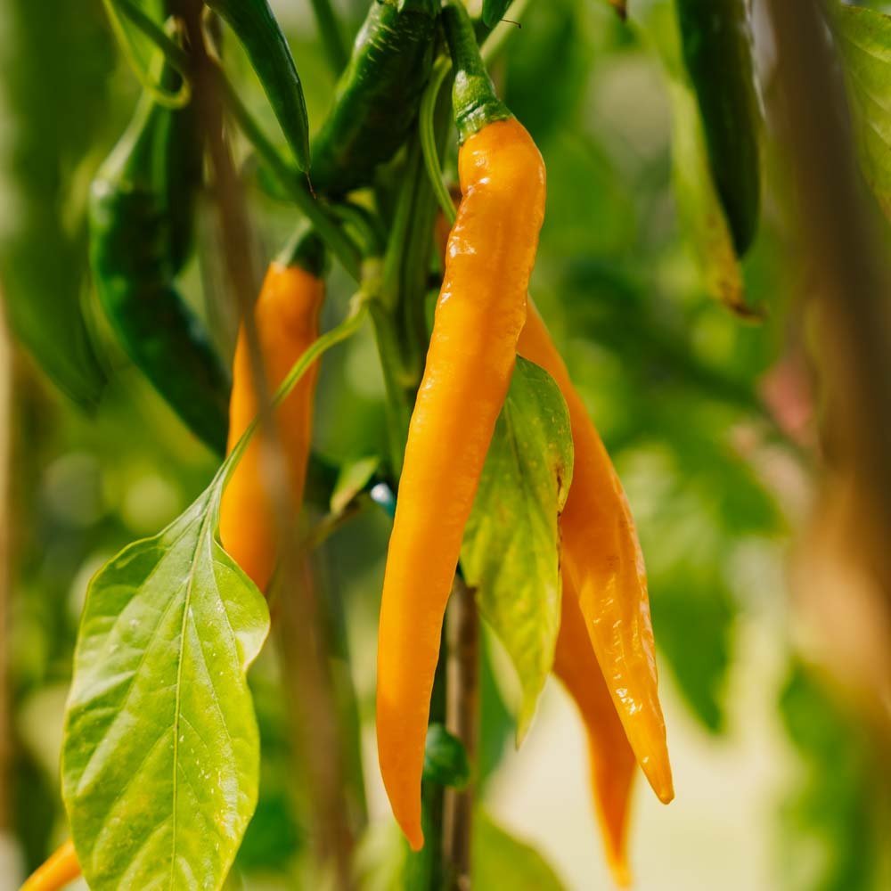 Stærk Chili 'Koh Tao' - 5 Økologiske frø