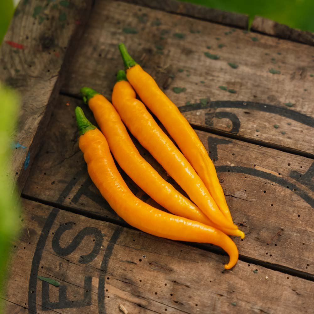 Stærk Chili 'Koh Tao' - 5 Økologiske frø