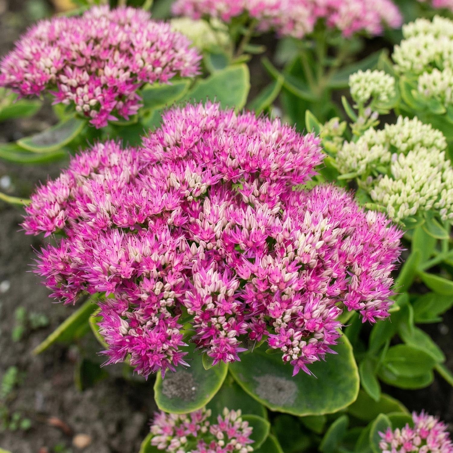 Stenurt, Sedum 'Brillant'