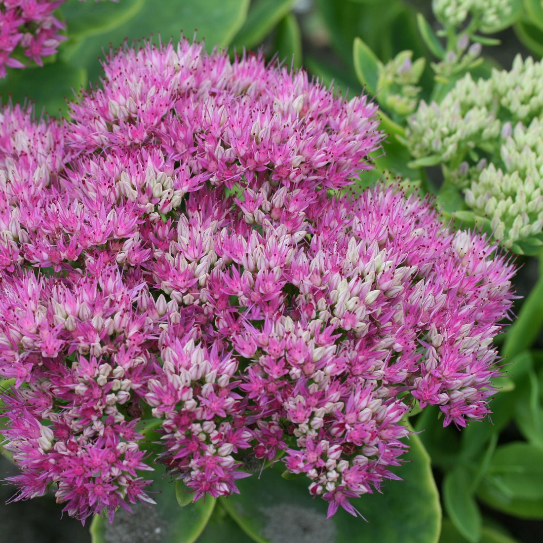 Stenurt, Sedum 'Brillant'