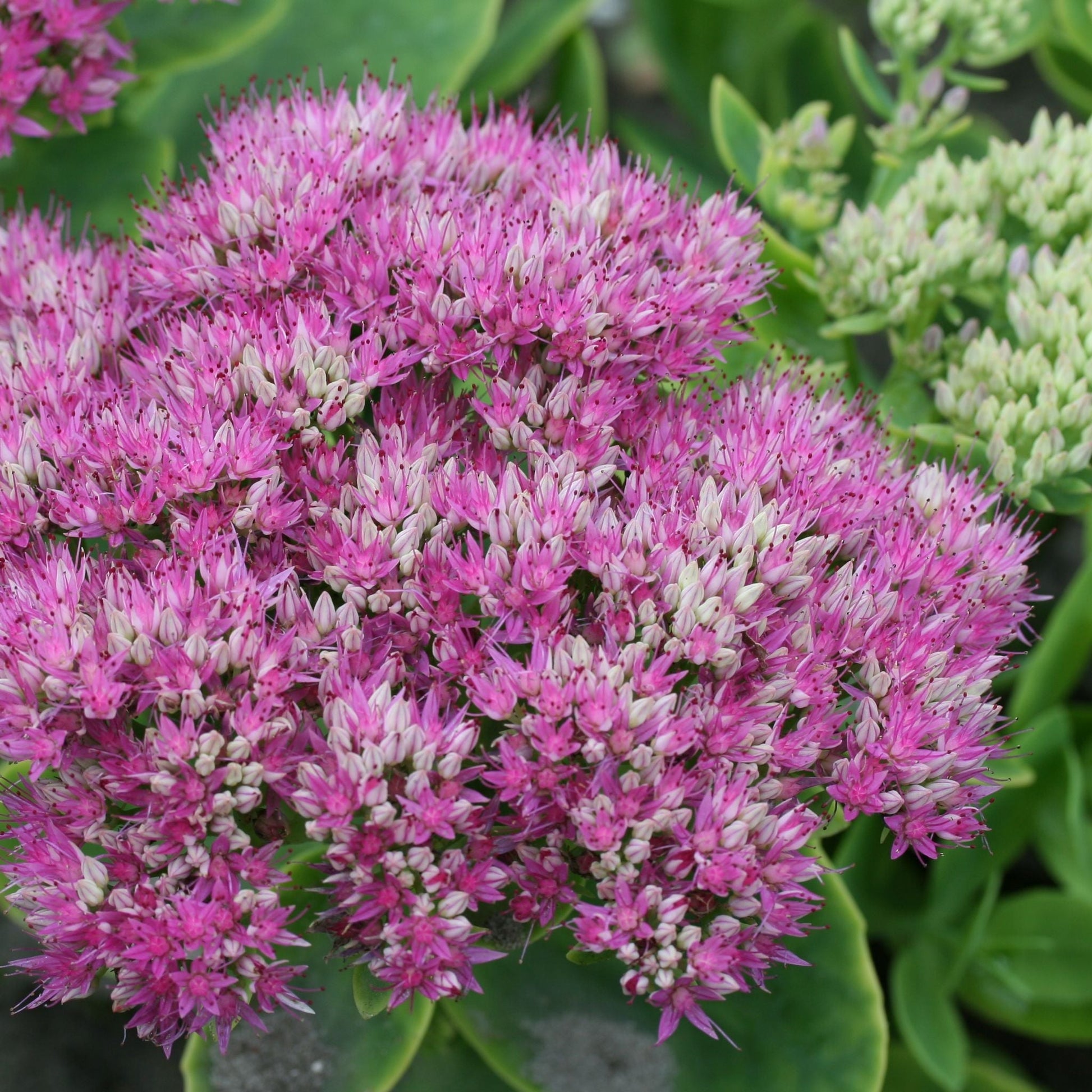 Stenurt, Sedum 'Brillant'